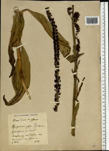 Veratrum nigrum L., Eastern Europe, Central forest-and-steppe region (E6) (Russia)