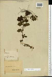 Geum aleppicum Jacq., Eastern Europe, South Ukrainian region (E12) (Ukraine)