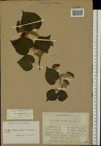 Tilia cordata Mill., Eastern Europe, South Ukrainian region (E12) (Ukraine)