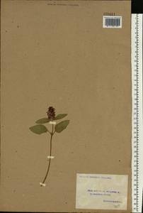 Prunella vulgaris L., Eastern Europe, Volga-Kama region (E7) (Russia)