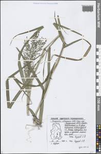 Eragrostis cilianensis (All.) Vignolo ex Janch., Eastern Europe, Volga-Kama region (E7) (Russia)
