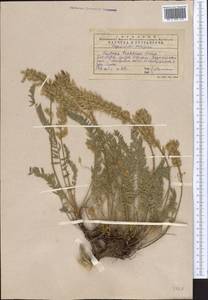 Oxytropis tachtensis Franch., Middle Asia, Western Tian Shan & Karatau (M3) (Kazakhstan)