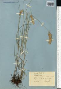 Melica ciliata L., Eastern Europe, Eastern region (E10) (Russia)