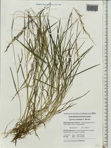 Agrostis stolonifera L., Eastern Europe, Northern region (E1) (Russia)