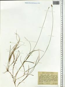 Carex iljinii V.I.Krecz., Siberia, Russian Far East (S6) (Russia)