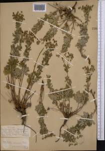 Potentilla inclinata Vill., Middle Asia, Muyunkumy, Balkhash & Betpak-Dala (M9) (Kazakhstan)