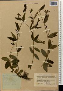 Vinca herbacea Waldst. & Kit., Caucasus, Stavropol Krai, Karachay-Cherkessia & Kabardino-Balkaria (K1b) (Russia)