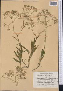 Gypsophila altissima L., Middle Asia, Northern & Central Kazakhstan (M10) (Kazakhstan)