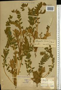 Astragalus tanaiticus K.Koch, Eastern Europe, South Ukrainian region (E12) (Ukraine)