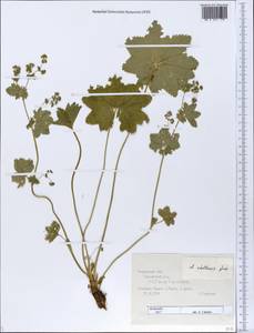 Alchemilla stellaris Juz., Eastern Europe, Central forest region (E5) (Russia)