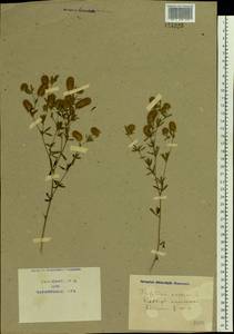 Trifolium arvense L., Eastern Europe, North Ukrainian region (E11) (Ukraine)