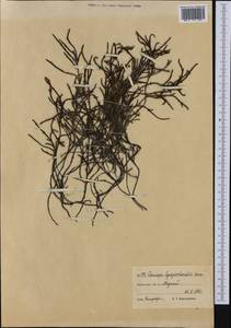 Cassiope lycopodioides (Pall.) D. Don, Siberia, Chukotka & Kamchatka (S7) (Russia)