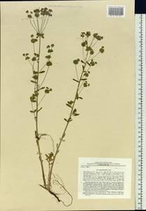 Euphorbia esula subsp. esula, Siberia, Russian Far East (S6) (Russia)