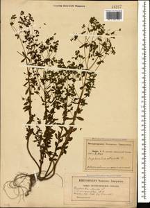 Euphorbia stricta L., Caucasus, Abkhazia (K4a) (Abkhazia)