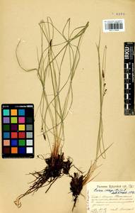 Carex cespitosa L., Siberia, Baikal & Transbaikal region (S4) (Russia)
