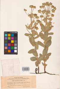 Euphorbia agraria M.Bieb., Eastern Europe, South Ukrainian region (E12) (Ukraine)