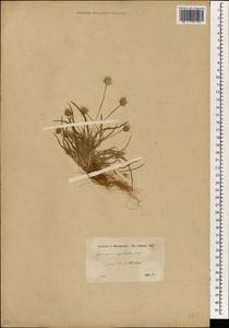 Echinaria capitata (L.) Desf., South Asia, South Asia (Asia outside ex-Soviet states and Mongolia) (ASIA) (Turkey)