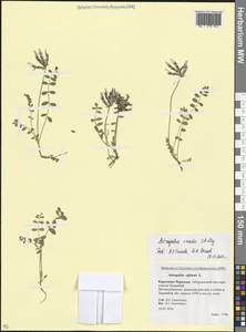 Astragalus oreades C.A.Mey., Caucasus, Stavropol Krai, Karachay-Cherkessia & Kabardino-Balkaria (K1b) (Russia)