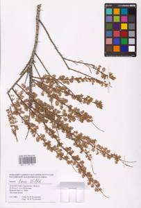 Tamarix laxa Willd., Middle Asia, Caspian Ustyurt & Northern Aralia (M8) (Kazakhstan)