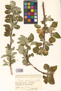 Malus domestica (Suckow) Borkh., Eastern Europe, Lower Volga region (E9) (Russia)