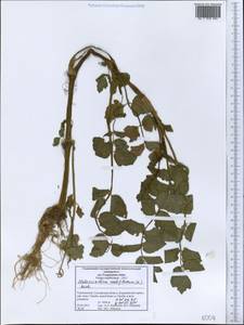 Helosciadium nodiflorum subsp. nodiflorum, Middle Asia, Western Tian Shan & Karatau (M3) (Tajikistan)