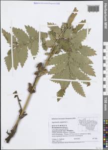 Agrimonia eupatoria L., Eastern Europe, Central region (E4) (Russia)