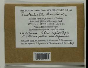 Iwatsukiella leucotricha (Mitt.) W.R. Buck & H.A. Crum, Bryophytes, Bryophytes - Russian Far East (excl. Chukotka & Kamchatka) (B20) (Russia)