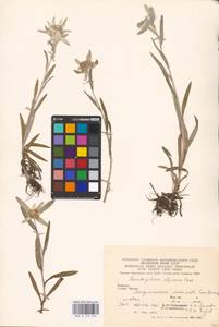 Leontopodium nivale subsp. alpinum (Cass.) Greuter, Eastern Europe, West Ukrainian region (E13) (Ukraine)