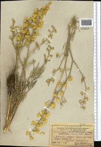 Delphinium semibarbatum Bien. ex Boiss., Middle Asia, Pamir & Pamiro-Alai (M2) (Turkmenistan)