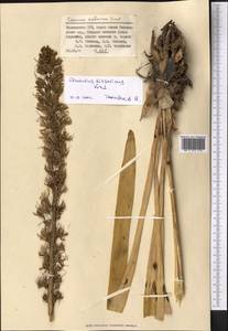 Eremurus hissaricus Vved., Middle Asia, Pamir & Pamiro-Alai (M2) (Tajikistan)