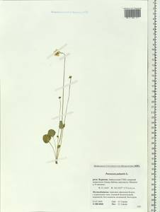 Parnassia palustris L., Siberia, Baikal & Transbaikal region (S4) (Russia)