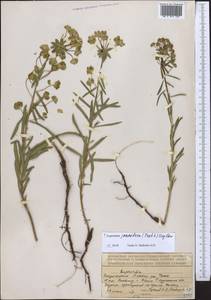 Euphorbia virgata Waldst. & Kit., Middle Asia, Dzungarian Alatau & Tarbagatai (M5) (Kazakhstan)