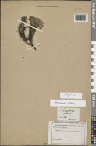 Chamaerhodos altaica (Laxm.) Bunge, Siberia (no precise locality) (S0) (Russia)