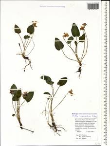 Viola somchetica C. Koch, Caucasus, Stavropol Krai, Karachay-Cherkessia & Kabardino-Balkaria (K1b) (Russia)