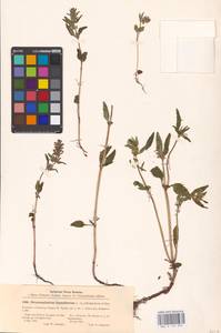 MHA 0 155 939, Dracocephalum thymiflorum L., Eastern Europe, North-Western region (E2) (Russia)