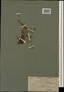 Scrophularia variegata M. Bieb., Caucasus, Armenia (K5) (Armenia)