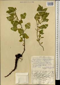 Physochlaina physaloides (L.) G. Don, Mongolia (MONG) (Mongolia)