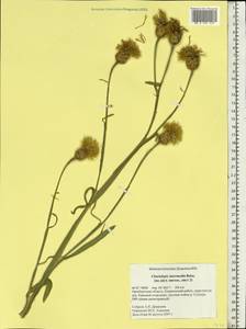 Centaurea glastifolia subsp. intermedia (Boiss.) L. Martins, Eastern Europe, Eastern region (E10) (Russia)