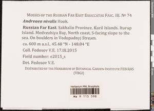 Andreaea nivalis Hook., Bryophytes, Bryophytes - Russian Far East (excl. Chukotka & Kamchatka) (B20) (Russia)