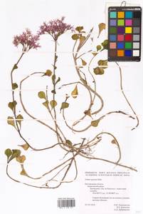 Phedimus spurius subsp. spurius, Eastern Europe, Central forest-and-steppe region (E6) (Russia)