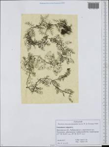 Utricularia vulgaris L., Eastern Europe, Central forest region (E5) (Russia)