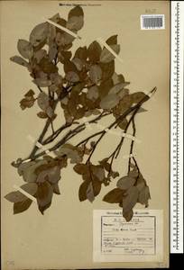 Salix apoda Trautv., Caucasus, Georgia (K4) (Georgia)