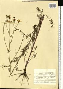 Jacobaea erucifolia subsp. erucifolia, Eastern Europe, South Ukrainian region (E12) (Ukraine)