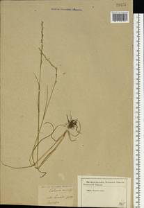 Lolium remotum Schrank, Eastern Europe, Central forest-and-steppe region (E6) (Russia)