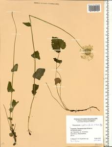 Doronicum carpaticum (Griseb. & Schenk) Nyman, Eastern Europe, West Ukrainian region (E13) (Ukraine)