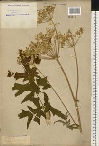 Heracleum sphondylium subsp. sibiricum (L.) Simonk., Eastern Europe, Northern region (E1) (Russia)