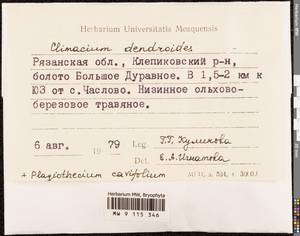 Climacium dendroides (Hedw.) F. Weber & D. Mohr, Bryophytes, Bryophytes - Middle Russia (B6) (Russia)