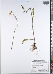 Tephroseris integrifolia (L.) Holub, Siberia, Central Siberia (S3) (Russia)