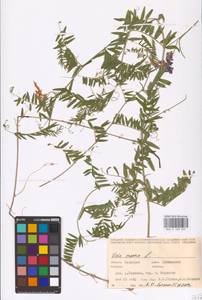 Vicia cracca L., Eastern Europe, Eastern region (E10) (Russia)