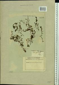 Lythrum portula (L.) D. A. Webb, Eastern Europe, Middle Volga region (E8) (Russia)